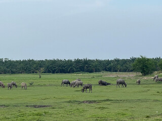 herd of cows on a pasture