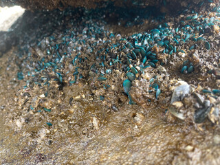 shells on the beach , mussel shells