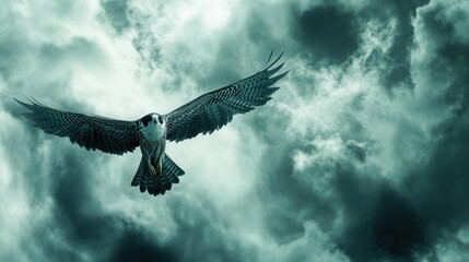 Obraz premium majestic peregrine falcon banking through stormy skies, wings extended in dramatic pose, motion-frozen action shot against turbulent clouds