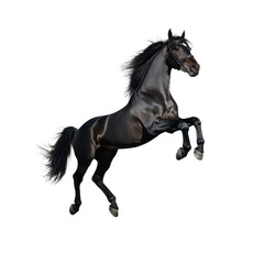 Fototapeta premium A majestic black horse rearing up in a striking pose against a plain background.