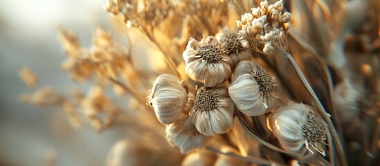 Obraz premium Close-up of dried plant and flower buds with soft focus and warm tones