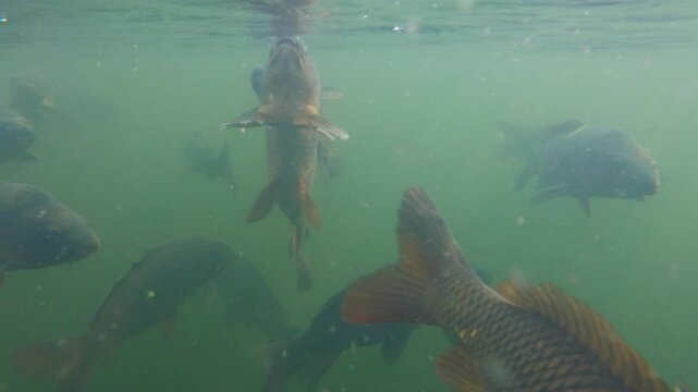 Underwater Shot of some Common Carp in Navajo Lake NM