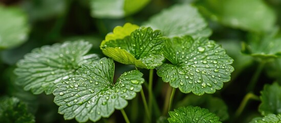 Close-up of Green Leaves with Water Droplets in Natural Environment