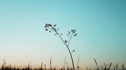 Fototapeta premium Lonely plant silhouette at sunset, field background, nature scene, peaceful