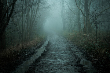 A spooky forest path going into the distance, on a mystical foggy winters day