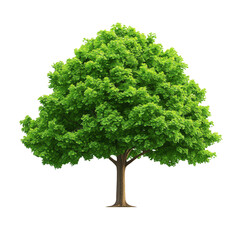 A vibrant green tree showcasing lush foliage and a sturdy trunk.