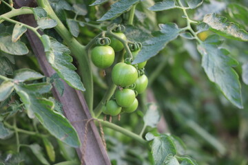 Lush green tomato plants growing on a wooden stake, showing unripe tomatoes.