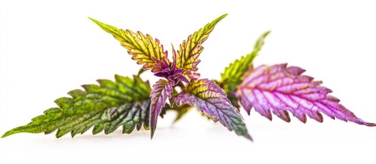 Colorful coleus leaves isolated on white background with copy space