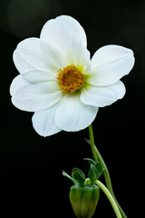 White Dahlia with dark Background
