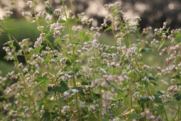 A field of buckwheat plants blossoms in the sunlight, showcasing delicate white flowers and vibrant green leaves.