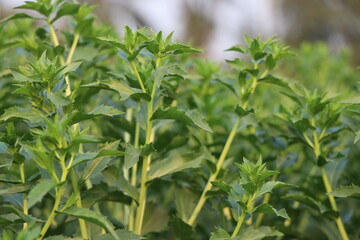 Lush green foliage of young plants with spiky leaves in a garden setting, ideal for nature backgrounds.