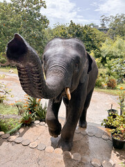Elephant raising it's trunk to say hello