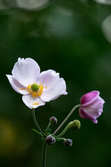 Obraz premium Pink anemone hupehensis