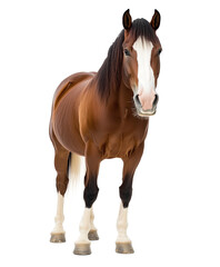 Obraz premium Clydesdale isolated