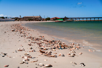 Shells on a paradise beach. A paradise beach on the Caribbean islands.