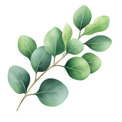 Beautiful green eucalyptus leaves on a slender branch.
