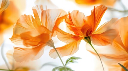 Fototapeta premium vibrant orange marigold blooms burst with delicate ruffled petals, dancing against emerald leaves, dramatic macro photography on pure white background, ethereal botanical art