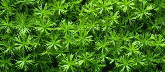 Lush Green Foliage Texture Background with Dense Leaf Pattern