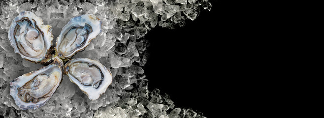 four Fresh Oysters on Crushed Ice on black background banner format