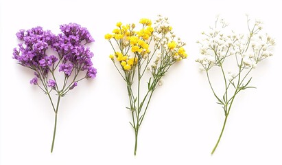 Naklejka premium Colorful gypsophila flowers on white background: purple, yellow, white blooms