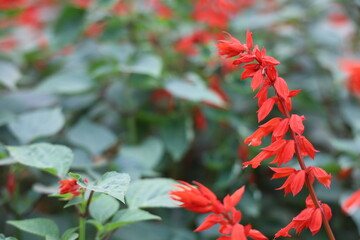 Vibrant red salvia flowers blooming in a garden setting with soft focus background, perfect for...