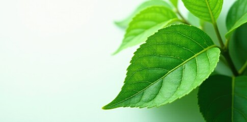 Obraz premium Fleshy, green leaves with intricate veins on white background, closeup, Giloy