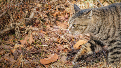 A cat's gaze and careful footsteps towards its prey