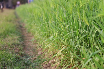 Lush green barley field with a dirt path, showing young barley plants growing in a rural setting, ideal for agricultural or nature themes.
