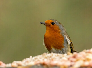 Close up of a robin redbreast bird on a bird table with natural background