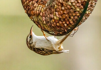 Tre creeper, a small woodland bird looking for food