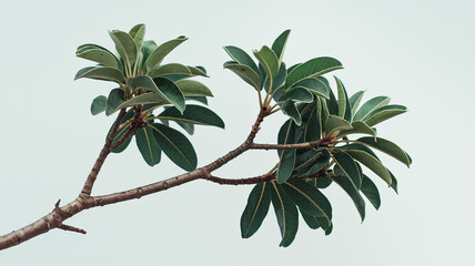 Obraz premium Tree Branch Isolated on White Background, Simple Natural Element with Detailed Twigs and Leaves, Minimalist Composition Highlighting Organic Texture