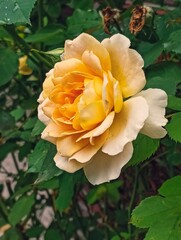 Yellow rose flower