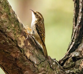 Tre creeper, a small woodland bird looking for food