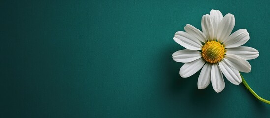 White daisy flower on teal background with green stem and copy space for text