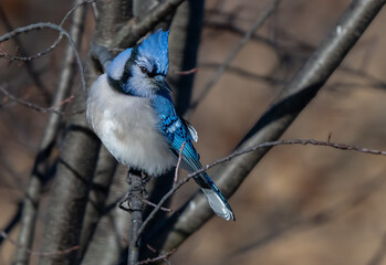 Blue Jay in flight among the trees.