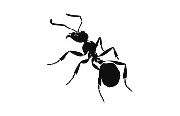 ant isolated on white background