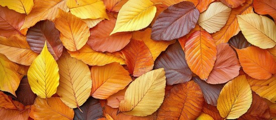 Fototapeta premium Colorful autumn leaves background with various shades of orange, yellow, and brown, ideal for seasonal themes and designs, Copy Space.