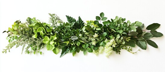 Obraz premium Green foliage arrangement on white background with copy space for text placement