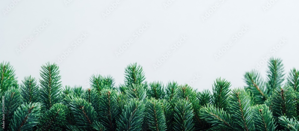 Poster evergreen branches with a light background and ample space for text, nature concept with greenery an