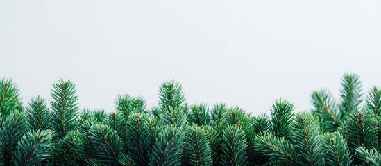 Obraz premium Evergreen branches with a light background and ample space for text, nature concept with greenery and copy space.