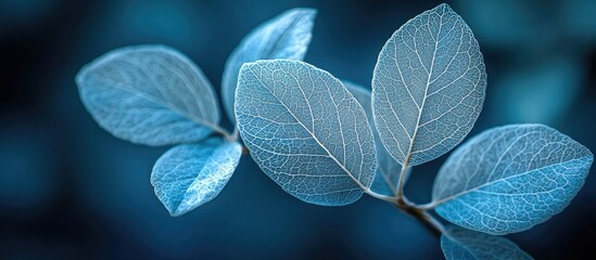 Blue leaves with detailed veining against a soft blurred background suitable for text placement Copy Space