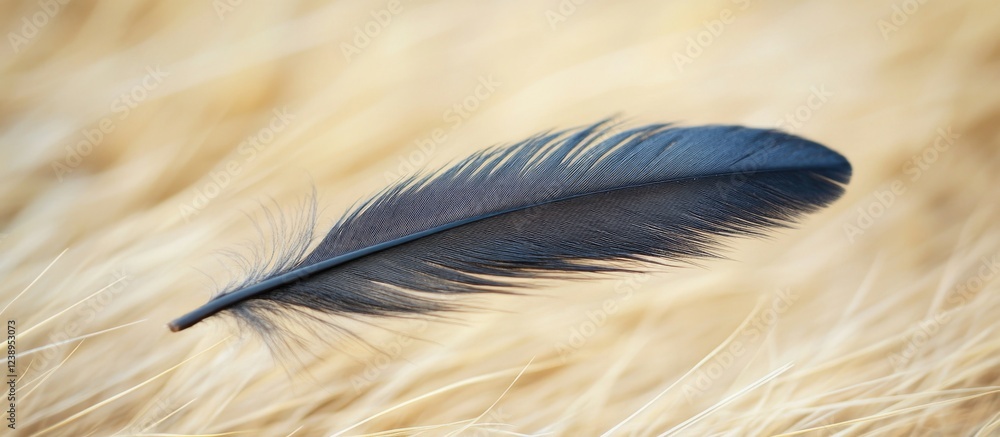 Poster black feather on dry grass background with soft focus and copy space for text placement.