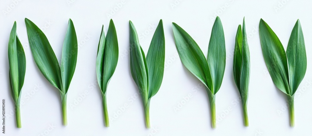 Aufkleber green leaves arranged in a straight line on a white background with ample copy space for text placem