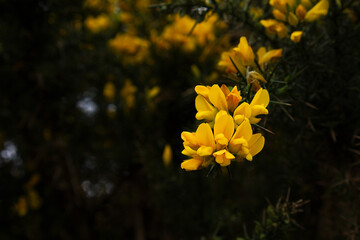 A bright yellow gorse plant in Scotland	