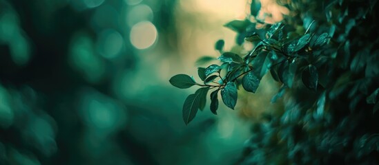 Green foliage with blurred background and natural lighting ideal for nature themes and design projects Copy Space