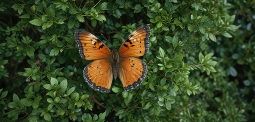 Overhead view of dead butterfly on a green shrub details, garden, dead, nature