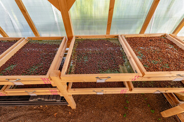 A wooden shelf with numbered trays of geisha arabica coffee beans.