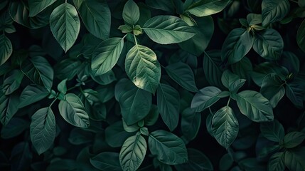 Beautiful green leaves