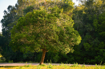 trees in the park