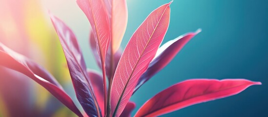 Vibrant tropical plant leaves with pink and green hues against a blurred background with copy space for text